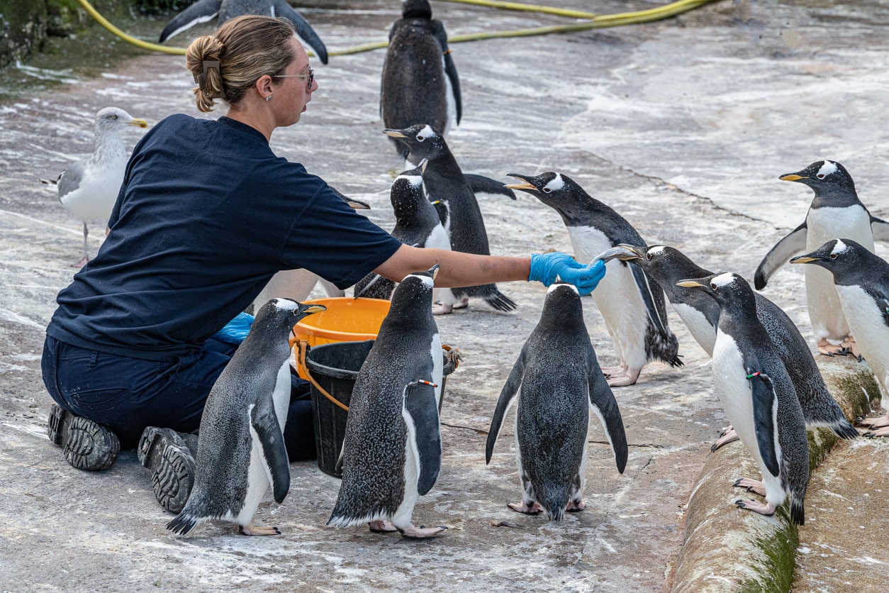 Tierpfleger füttert eine Pinguingruppe